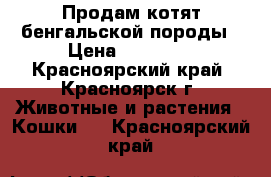 Продам котят бенгальской породы › Цена ­ 10 000 - Красноярский край, Красноярск г. Животные и растения » Кошки   . Красноярский край